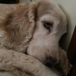 Meet your Posher, Irma